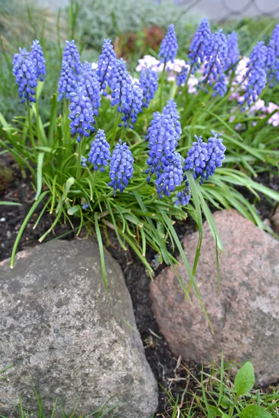 The gimmick onions are bungled (Muscari botryoides (L.) in the framing of stones on an alpine slide — Stock Photo, Image