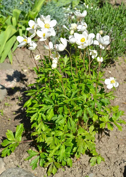 Anemony Forest Anemone Sylvestris Blossoming Plant — Stock Photo, Image