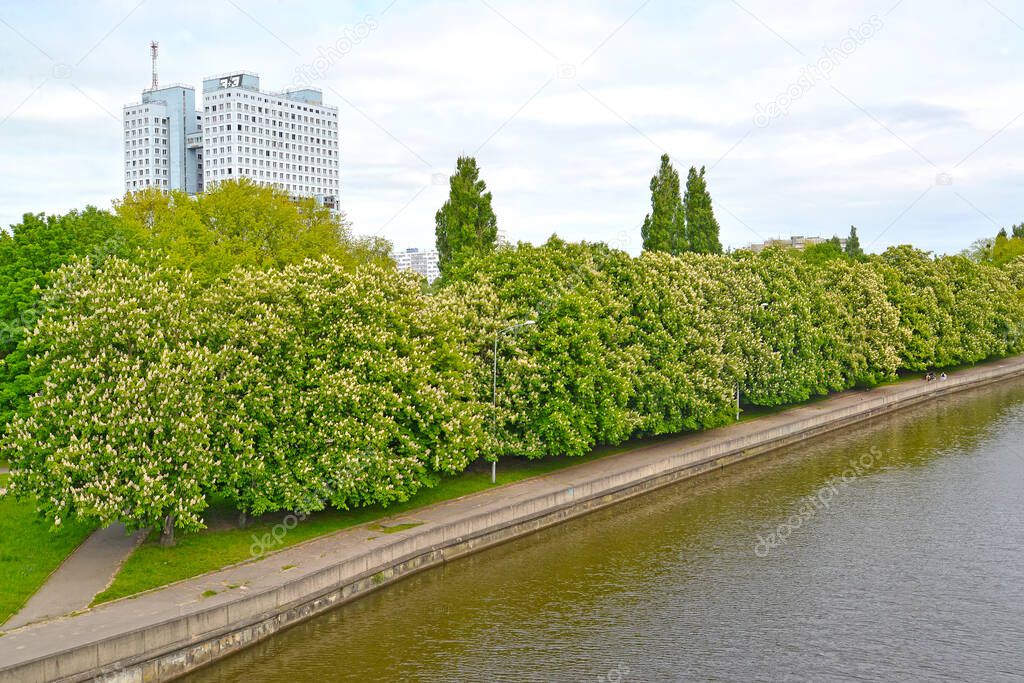 View of the House of Soviets and the Pregoli embankment with flowering chestnuts. Kaliningrad