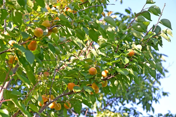 Crown Apricot Tree Ripe Fruit — Stock Photo, Image