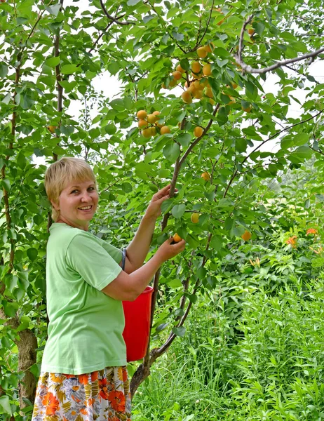 Middle Aged Woman Collects Apricots Garden — Stock Photo, Image