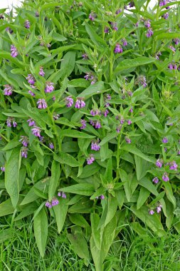  Comfrey tıbbi (Symphytum officinale L.). Çiçek açan bitkiler