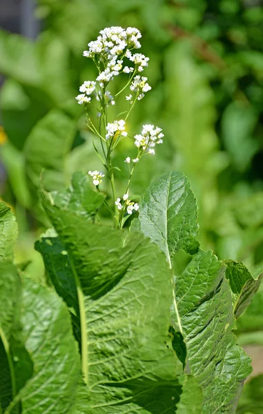 Horseradish または素朴な Armoracia Rusticana Gartner Mey Scherb 2015年10月 開花する植物 — ストック写真