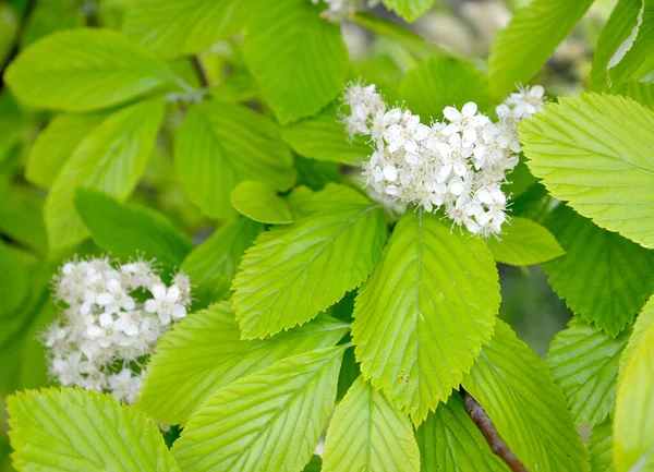 Flowering Dense Headed Mountain Ash Sorbus Alnifolia Siebold Zucc Koch — Stock Photo, Image