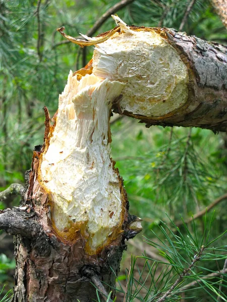 Tree Trunk Gnawed Felled Beaver — Stock Photo, Image