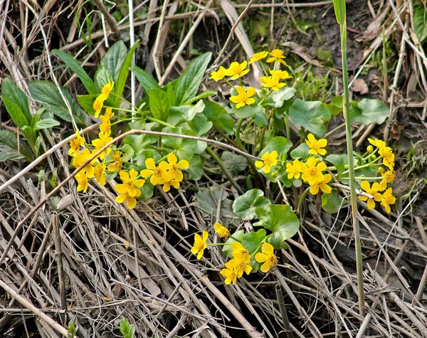 Marsh Floração Calêndula Caltha Palustris — Fotografia de Stock