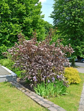 Çiçekli Pasifik Ninebark Ubbler-leaf (Physocarpus opulifolius Kuntze), şehir meydanında bulunan Diabolo (veya Purpureus).
