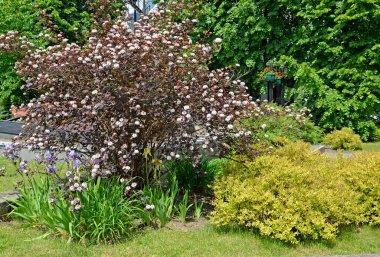 Flowering bubbler-leaf (Physocarpus opulifolius Kuntze), variety Diabolo (or Purpureus) in group planting clipart