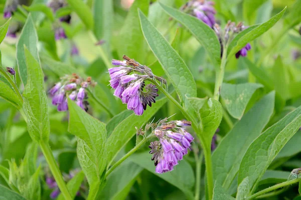 Inflorescences Comfrey Medicinal Symphytum Officinale Close — Stock Photo, Image