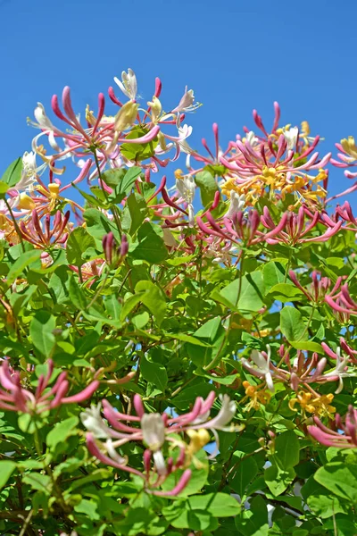Kwitnący Wiciokrzew Caprifol Lonicera Caprifolium Tle Błękitnego Nieba — Zdjęcie stockowe