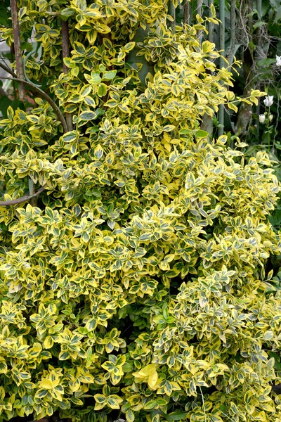 Beresclet Forchun Variety Emerald Gold Euonymus Fortunei 전반적 — 스톡 사진