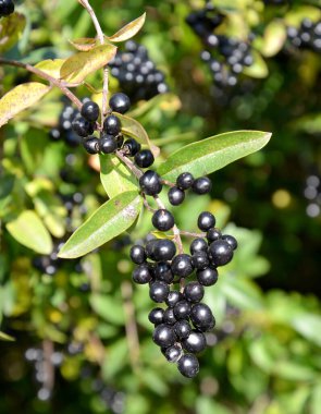 Sıradan turkuaz meyvelerle fırçala (Ligustrum vulgare L.)