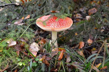 Amanita muscaria (L.) kancası. Noel ağacının altında yetişir