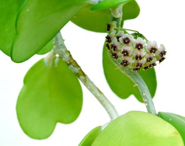 Inflorescence hoya kerrii (Hoya kerrii) yakın plan
