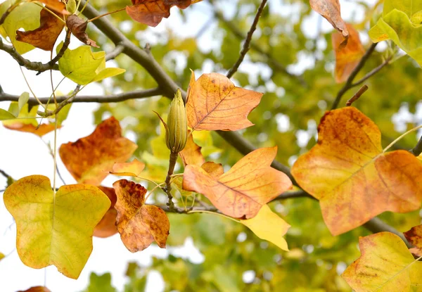 Lyriodendron Tulp Tulpenboom Liriodendron Tulipifera Takken Met Fruit Herfst — Stockfoto