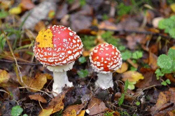 Two Young Fly Agaric Amanita Muscaria Hook Last Year Foliage — стоковое фото