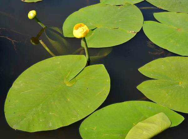 Yellow Water Lily Nuphar Lutea Flowers Leaves — Stock Photo, Image