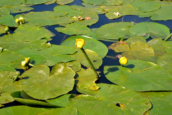 Lys Jaune Fleuri Nuphar Lutea — Photo