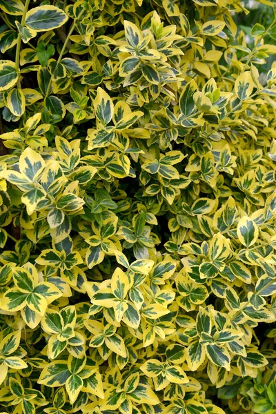 Beresclet Forchun Odrůda Emerald Gold Euonymus Fortuni Pozadí — Stock fotografie