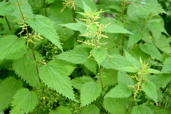 Çiçekli Isırgan Otu Dioica Urtica Dioica — Stok fotoğraf