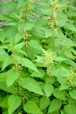 Çiçekli ısırgan otu dioica (Urtica dioica L.)