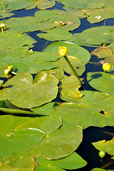 Lyriodendron Tulip Liriodendron Tulipifera Gros Plan Sur Les Fruits — Photo