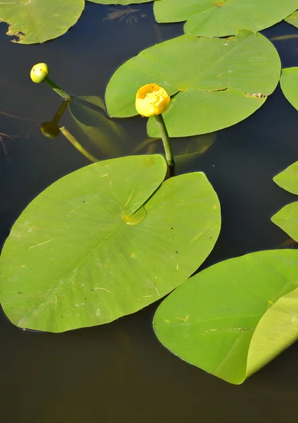 Lyriodendron Tulip Liriodendron Tulipifera Gros Plan Sur Les Fruits — Photo