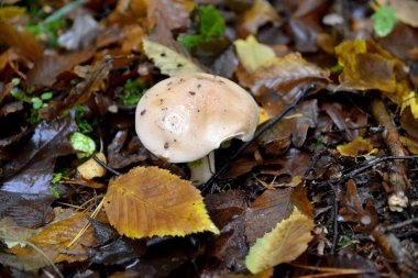 Adhesive gebeloma mushroom (Hebeloma crustuliniforme), grows among autumn leaves clipart