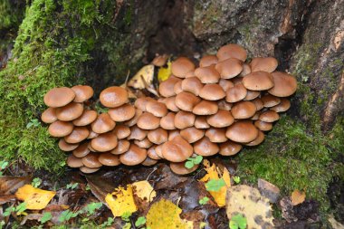 Kış ballı agarik (Flammulina velutipes (Curtis) şarkıcısı), bir kütük etrafında yetişir.