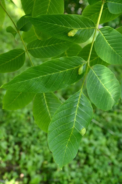 Ceviz Yaprakları Kemirgen Safra Kesesi Miti Eriophyes Tristriatus Var Erineus — Stok fotoğraf