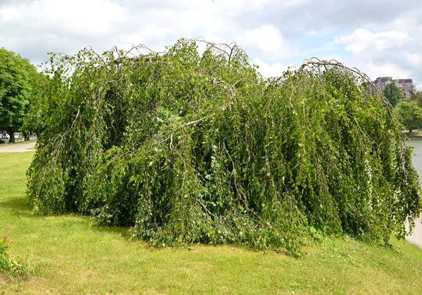 Birch Weeping Jung Betula Pendula Youngii General View Tree — Stock Photo, Image