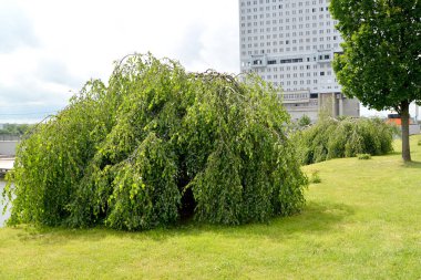 Genç ağlayan huş ağacı (Betula pendula 'Youngii') şehir meydanında