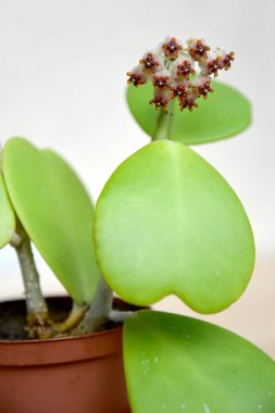 Hoya Kerrii. Çiçek açan bitki.