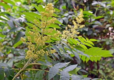 Sicilya sumağı (Rhus coriaria L.). Stamen çiçeklerinin infloresanları 