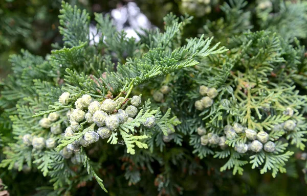 Colpi Immaturi Ginepro Cosacco Juniperus Sabina — Foto Stock