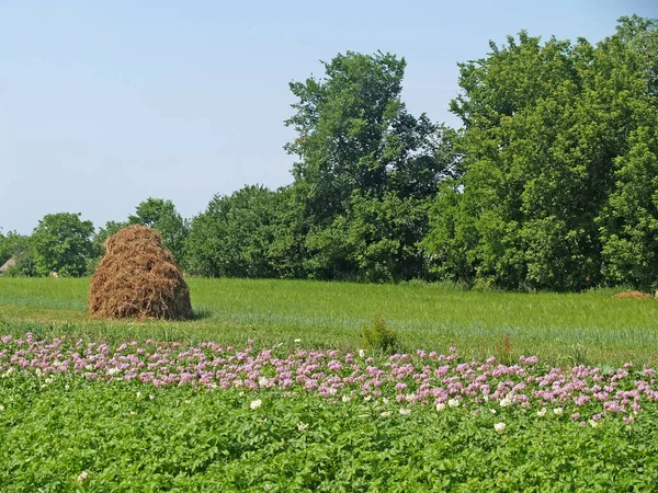 Ländliche Landschaft Mit Blühenden Kartoffeln Und Heuhaufen — Stockfoto