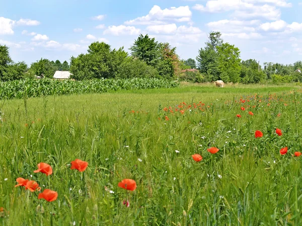 Sommerliche Landschaft Mit Rotem Mohn — Stockfoto