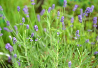 Dar yapraklı lavanta (Lavandula angustifolia Mill.). Çiçek açan bitkilerin arkaplanı