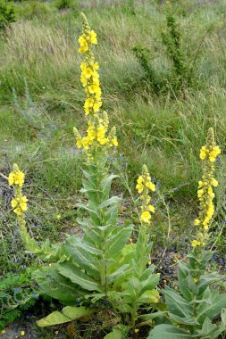 Sceptra mullein (Verbascum yoğunluklu Bertol.). Çiçek açan bitkiler