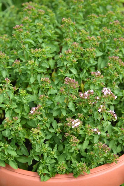 Thyme Creeping Thyme Ordinary Bogorodsk Bogoroditsky Grass Thymus Serpyllum Background — Stock Photo, Image