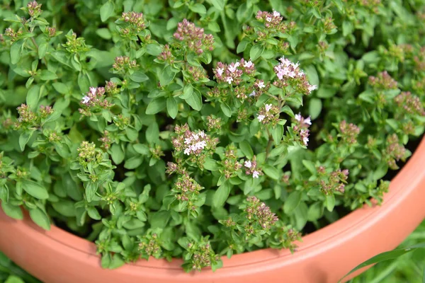 Thyme Creeping Thyme Ordinary Bogorodsk Bogoroditsky Grass Thymus Serpyllum Grows — Stock Photo, Image