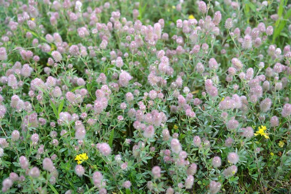 Trefolia Polowa Trifolium Arvense Tło Roślin Kwitnących — Zdjęcie stockowe