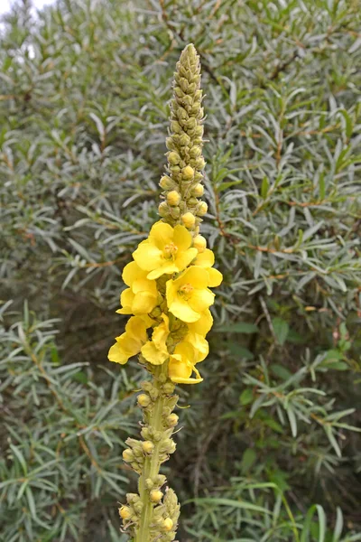 Sceptra Mullein Verbascum Densiflorum Bertol Inflorescence Close — Stock Photo, Image