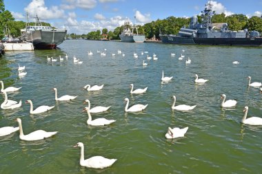 BalTIYSK, RUSSIA - 23 Temmuz 2020 Baltık Boğazı 'nda savaş gemilerinin arka planına karşı dikenli bir kuğu sürüsü. Kalininingrad bölgesi