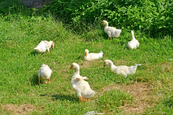 Young Domestic Geese Graze Grass — Stock Photo, Image