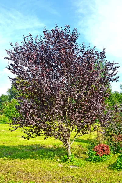 赤葉梅 Pissardi Varie Prunus Cerasifera Var ピサルディ ツリーの一般的なビュー — ストック写真