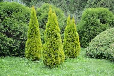 Thuja western, çeşitli Altın Smaragd (Thuja occidentalis L.). Kozalaklı ekin