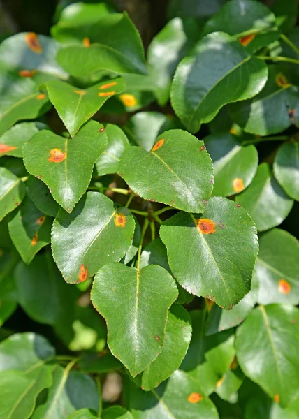 Mantar Hastalığı Armut Yapraklarında Paslanır Pucciniaceae Familyasının Mantarı — Stok fotoğraf