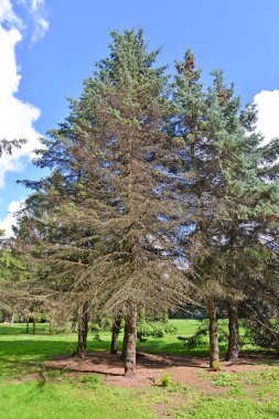 Duş iğneli mavi Kanada ladini. Mantar hastalığı yaygınlığı