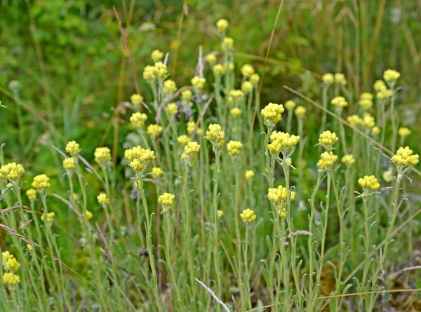 Çiçekli Ölümsüz Kum Helichrysum Arenyumu Moench — Stok fotoğraf